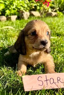 QUALITY BRED MINI LONGHAIR DACHSHUNDS - Photo 9