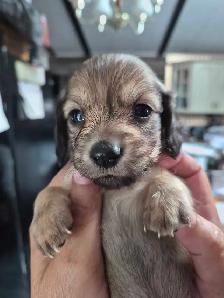 QUALITY BRED MINI LONGHAIR DACHSHUNDS - Photo 10