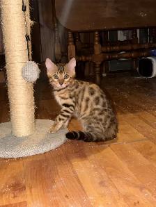 Stunning female Bengal Kitten Ready To Go!