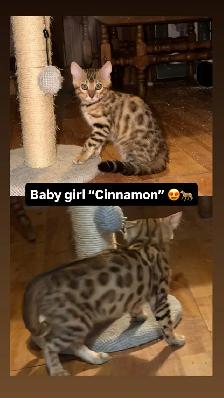Stunning female Bengal Kitten Ready To Go! - Photo 2