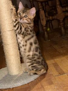 Stunning female Bengal Kitten Ready To Go! - Photo 3