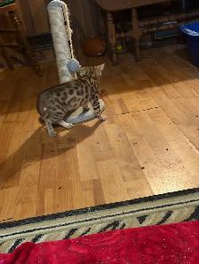 Stunning female Bengal Kitten Ready To Go! - Photo 4