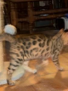 Stunning female Bengal Kitten Ready To Go! - Photo 5