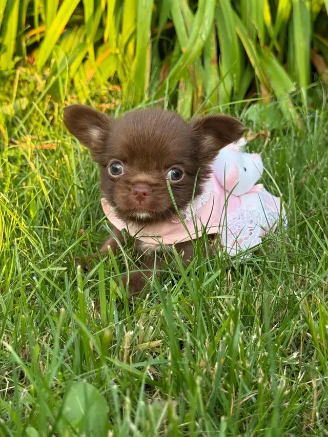 2 petites femelles chihuahua chocolat poil long enr ckc