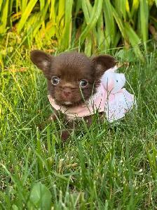 2 petites femelles chihuahua chocolat poil long enr ckc
