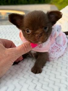2 petites femelles chihuahua chocolat poil long enr ckc - Photo 2