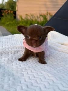 2 petites femelles chihuahua chocolat poil long enr ckc - Photo 3