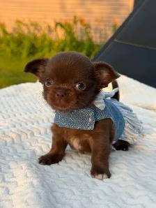 2 petites femelles chihuahua chocolat poil long enr ckc - Photo 4