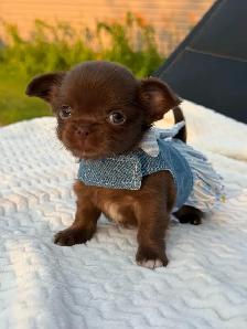 2 petites femelles chihuahua chocolat poil long enr ckc - Photo 5