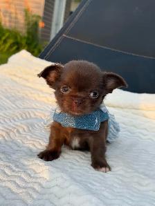 2 petites femelles chihuahua chocolat poil long enr ckc - Photo 6