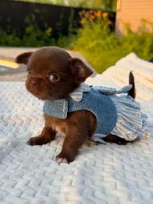 2 petites femelles chihuahua chocolat poil long enr ckc - Photo 7