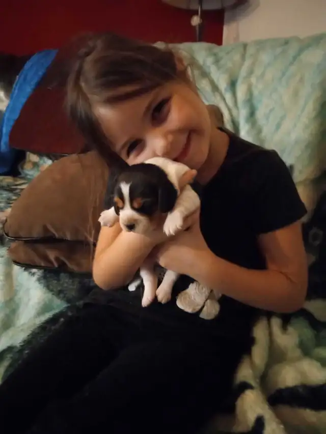 bébé beagle pocket