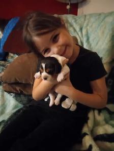 bébé beagle pocket