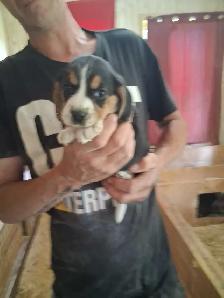 bébé beagle pocket - Photo 2