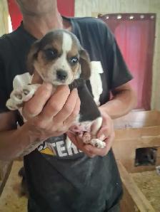 bébé beagle pocket - Photo 3