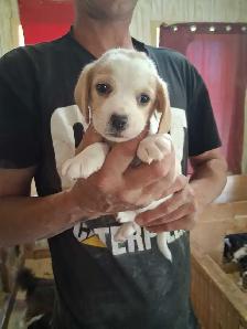 bébé beagle pocket - Photo 4