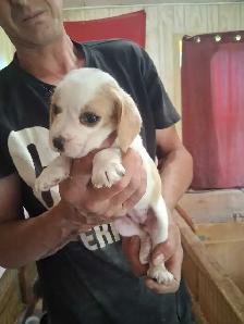 bébé beagle pocket - Photo 5