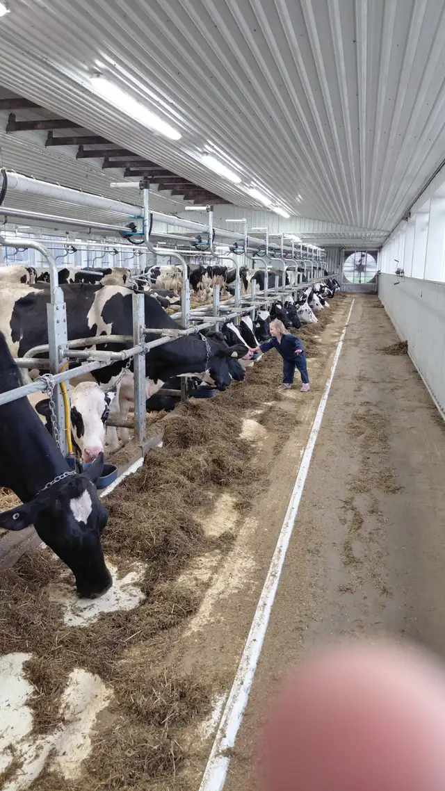 Dairy Farm Help Wanted