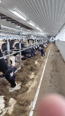 Dairy Farm Help Wanted