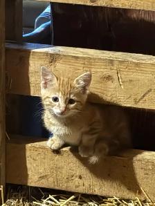 Adorable Orange Kittens - Photo 2