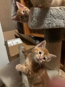 Adorable Orange Kittens - Photo 3