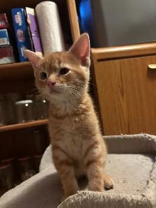 Adorable Orange Kittens - Photo 4