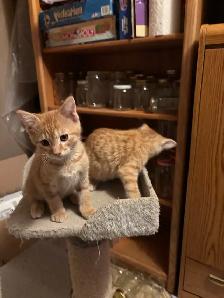 Adorable Orange Kittens - Photo 5