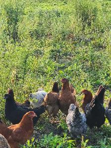 young hens for sale
