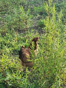 young hens for sale - Photo 2