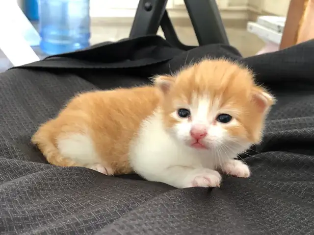 Sweet Kittens