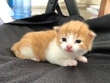 Sweet Kittens