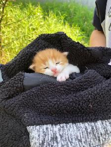 Sweet Kittens - Photo 2