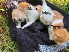 Sweet Kittens - Photo 3