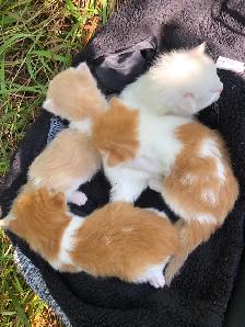 Sweet Kittens - Photo 4