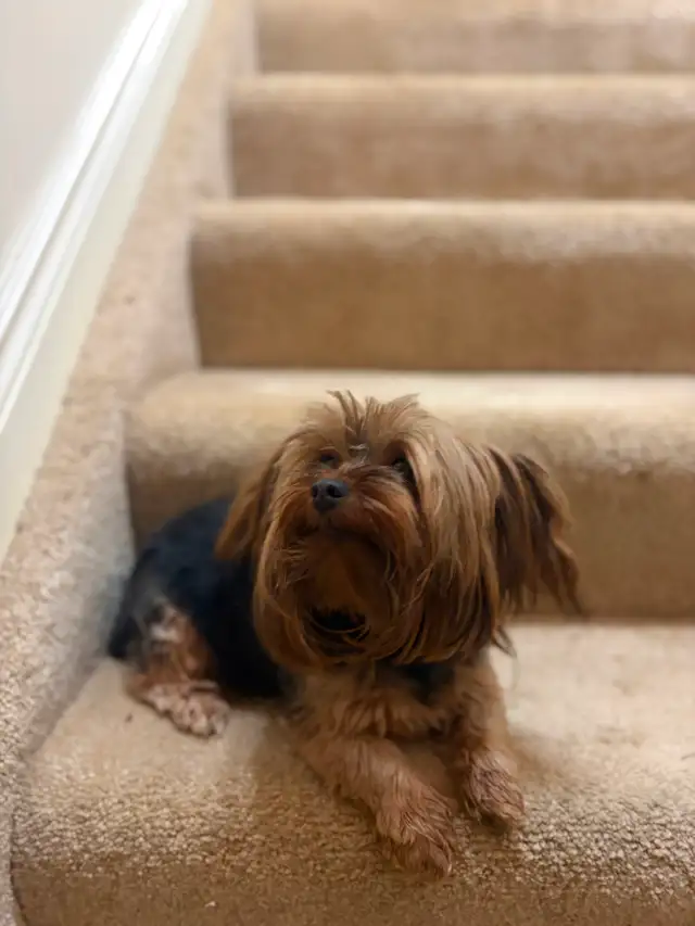3 tiny Yorkie females available