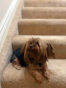 3 tiny Yorkie females available
