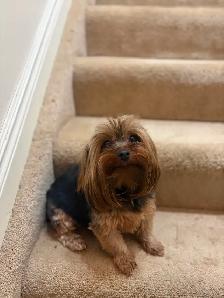 3 tiny Yorkie females available - Photo 2