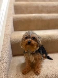 3 tiny Yorkie females available - Photo 3