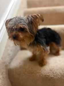 3 tiny Yorkie females available - Photo 4