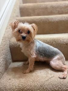 3 tiny Yorkie females available - Photo 5