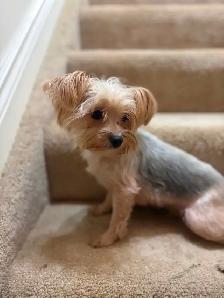 3 tiny Yorkie females available - Photo 6