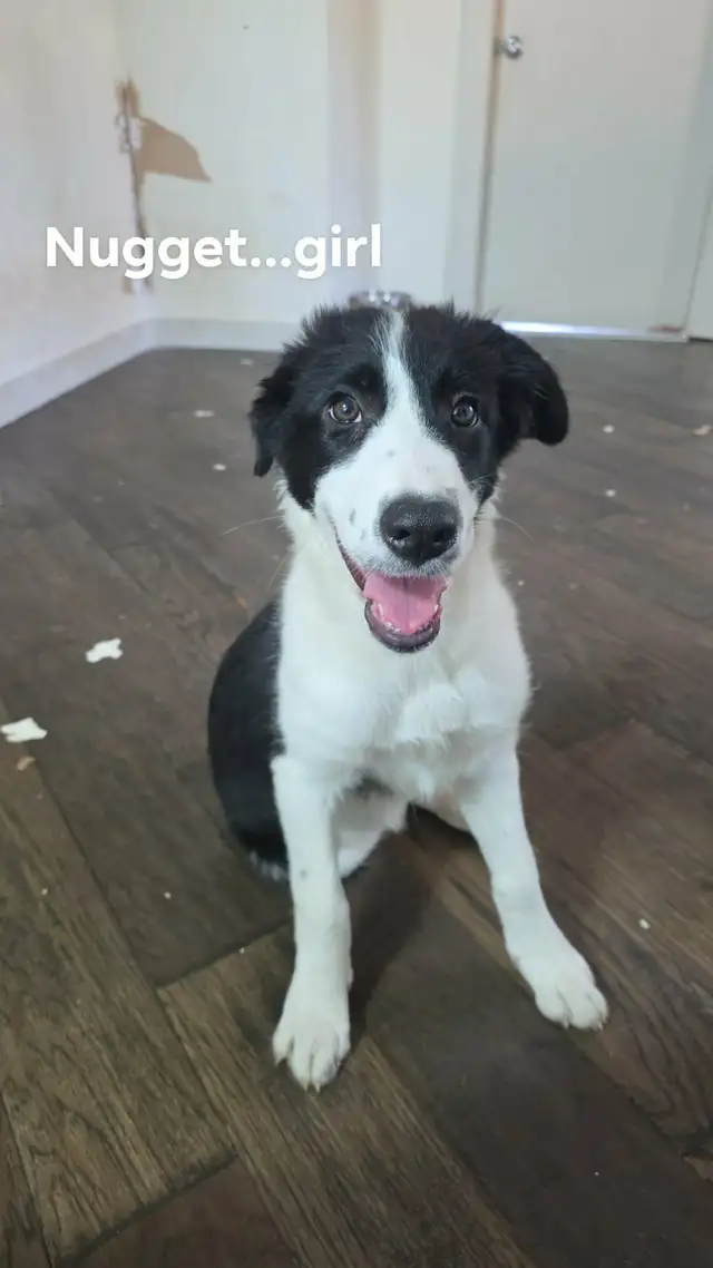 4 MONTH OLD BORDER COLLIE PUPS!