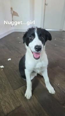 4 MONTH OLD BORDER COLLIE PUPS!