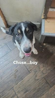4 MONTH OLD BORDER COLLIE PUPS! - Photo 2