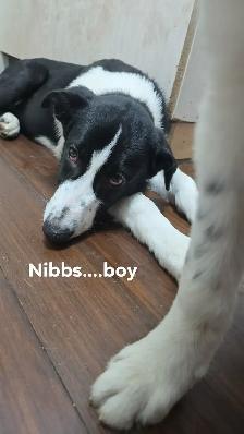 4 MONTH OLD BORDER COLLIE PUPS! - Photo 3