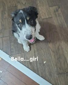 4 MONTH OLD BORDER COLLIE PUPS! - Photo 4