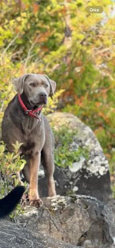 PUREBRED LABRADOR RETRIEVER PUPPIES !!