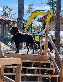 PUREBRED LABRADOR RETRIEVER PUPPIES !! - Photo 2