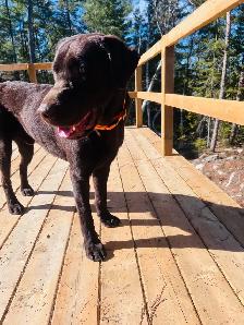 PUREBRED LABRADOR RETRIEVER PUPPIES !! - Photo 3