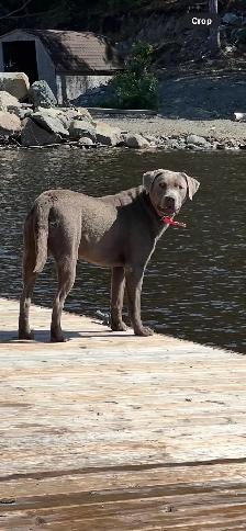 PUREBRED LABRADOR RETRIEVER PUPPIES !! - Photo 4